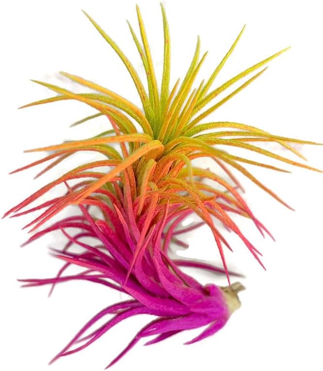 Colorful Tillandsia Air Plants, Live Air Plant, Air Purification Plants, Home Decor & Gift, Healthy Arrival Guarantee, Garden Airplant, Easy Care Plant, Rainbow #3 (6 Pack)