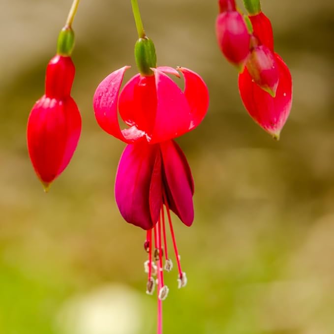 2 Fuchsia Plants, Live Fragrant Fuchsia Flower Bush Shrub, 3-6 Inches Tall (Red)