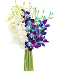 KaBloom Flowers - 5 Blue and 5 White Orchid without vase - Gift for Birthday, Sympathy, Anniversary, Get Well, Thank You, Valentine, Mother’s Day Fresh Flowers