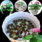 MEsay 10Pcs Mixed Color Bonsai Bowl Lotus Live Plants - Pre-Sprouted Water Beauties for Indoor and Outdoor Aquatic Settings