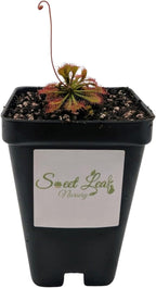 Drosera Spatulata Live Plant, Spoon-Leaved Sundew, 2 Inch Carnivorous Plant with Pink Flowers, Potted