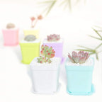 24 Pack 3inch Multi Color Square Plastic Plant Pots,Seedling Nursery Transplanting Planter Container Indoor Outdoor for Your Room,Garden Office and Balcony Decor