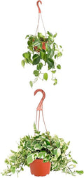 Shop Succulents Brasil Philodenron Heartleaf Trailing 2-4 Feet & Pothos Pearls & Jade 6 Inch Plant Bundle - Live Indoor Air Purifying Plants in Nursery Pots