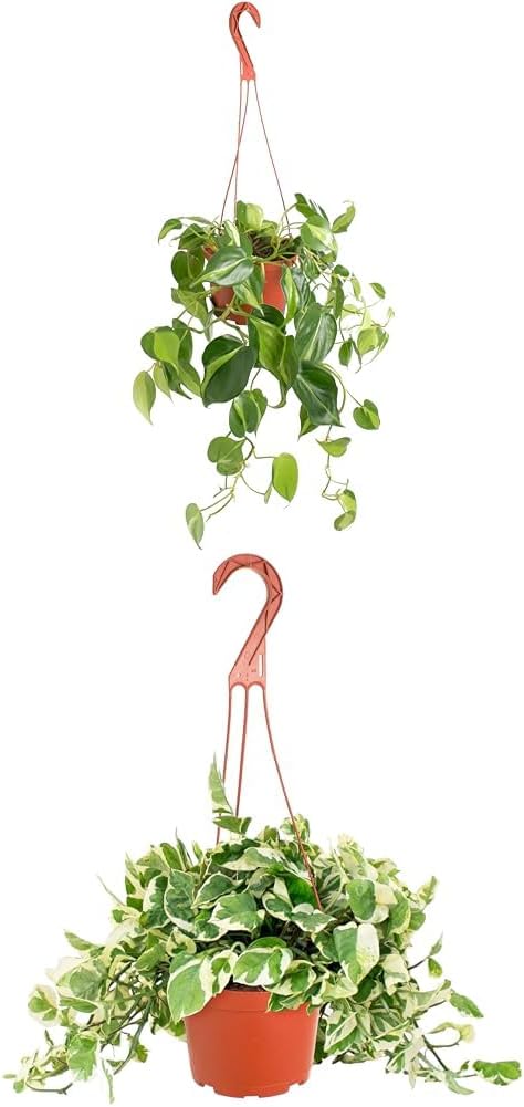 Shop Succulents Brasil Philodenron Heartleaf Trailing 2-4 Feet & Pothos Pearls & Jade 6 Inch Plant Bundle - Live Indoor Air Purifying Plants in Nursery Pots