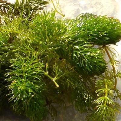 Marcus Fish Tanks Hornwort Ceratophyllum Live Aquarium Plant Planted Tank Beginner - Buy 2 G 1 F