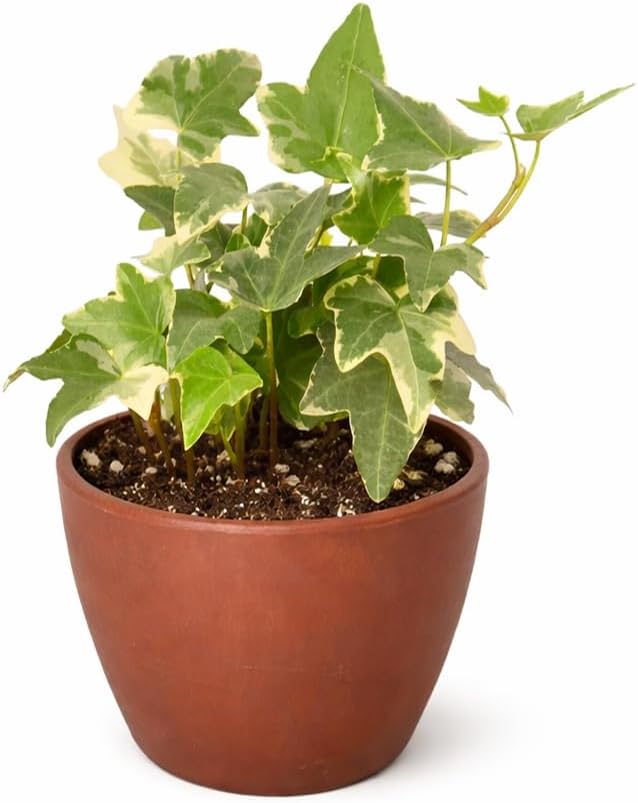 Glacier English Ivy (4 inch) - Air-Purifying Houseplants - 4/6 inch Unique Live Decorative Houseplants - Low-Maintenance Indoor Plants, House Warming Gift, Natural Air Purifier