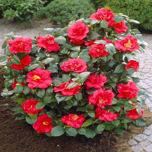 9 Months Old Camellia Tree Live Plant, Camellias Plants Shrub, Large Flower Well-Rooted in Pot, Indoor Outdoor, Cold Hardy (Red)