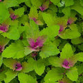 Palm Beach Medicinal Herbs - Magentaspreen Tree Spinach (Chenopodium giganetum) - Packet of 40 Seeds