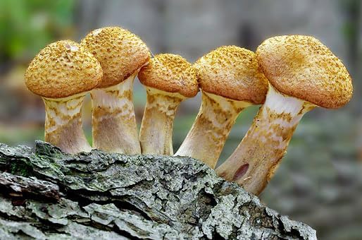 Root Mushroom Farm- Mushroom Liquid Cultures/Bulbous Honey(Armillaria gallica)