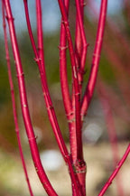 Red Twig Dogwood Shrub/Bush - (Red Osier) - 12-18" Tall Live Plant - Cornus sericea