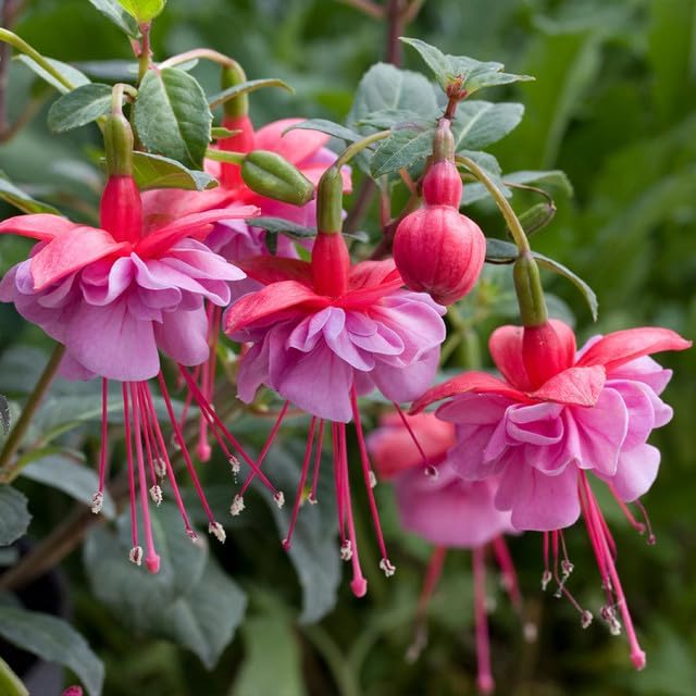 200+Hanging Fuchsia Seeds for Planting Outdoor-Beautiful Lantern Flower Baskets Garden Blooms Attracts Hummingbirds