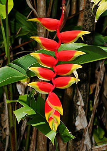 Heliconia Rostrata 'Hanging Lobster Claw/Bird of Paradise' Live Plant Growing Rhizome Tropical Plant