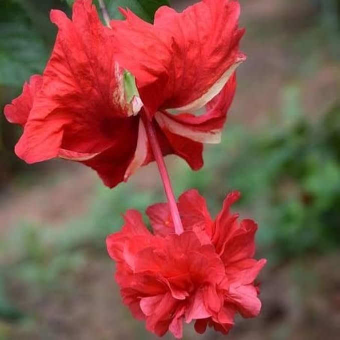 2 Rose of Sharon Tree Live Plant - Red Althea | 1–2 Feet Tall Flowering Shrubs | Red Hibiscus Syriacus for Outdoor Planting and Garden Beds