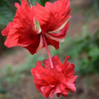 2 Rose of Sharon Tree Live Plant - Red Althea | 1–2 Feet Tall Flowering Shrubs | Red Hibiscus Syriacus for Outdoor Planting and Garden Beds