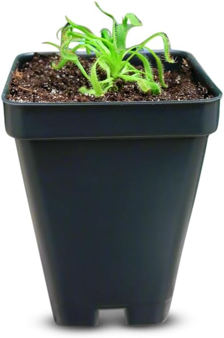Cape Sundew (Drosera capensis) – Carnivorous Plant with Pot, Easy Indoor Grow Kit for Beginners & Nature Enthusiasts