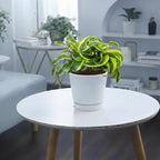 Dracaena 'Tornado' (4" Grower Pot) - Low Light and Healthy Houseplant - Easy to Care Indoor Plants - Live Healthy Houseplant for Home Office Decoration