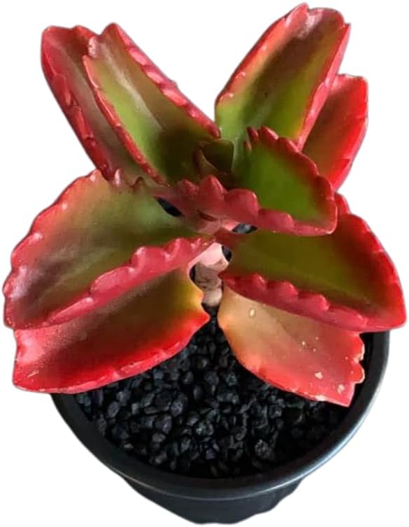 Kalanchoe Plant Live, Mother of Thousands Live Plant in 2" Pot, Rare Succulent Indoor Houseplant (Red Kalanchoe)