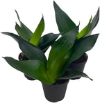 BubbleBlooms Jade Snake Plant 2 inch Set of 3 All Green Dwarf Rosette Sansevieria Tiny Mini Pixie Plants