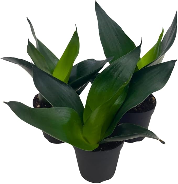 BubbleBlooms Jade Snake Plant 2 inch Set of 3 All Green Dwarf Rosette Sansevieria Tiny Mini Pixie Plants