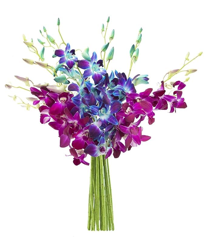 KaBloom - 10 Blue and 10 Purple Orchid without vase - Fresh Flowers for Birthday, Valentine's & Mother's Day
