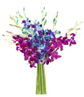 KaBloom - 10 Blue and 10 Purple Orchid without vase - Fresh Flowers for Birthday, Valentine's & Mother's Day