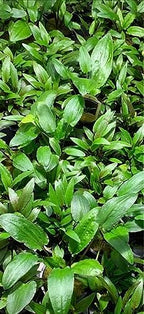 Marcus Fish Tanks - 3X Cryptocoryne Wendtii Green Pots Crypt Wendtii Easy Live Aquarium Plants for Aquatic Freshwater Fish Tank