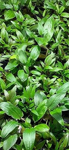 Marcus Fish Tanks - 3X Cryptocoryne Wendtii Green Pots Crypt Wendtii Easy Live Aquarium Plants for Aquatic Freshwater Fish Tank