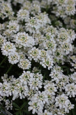 RedCrocus White Out Candytuft | Evergreen Perennial for Borders, Rock Gardens & Containers | Drought Tolerant, Non-Toxic & Pet Safe | Spring Bloom | Full Sun 1 Gallon (Pack of 15)