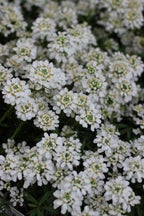 RedCrocus White Out Candytuft | Evergreen Perennial for Borders, Rock Gardens & Containers | Drought Tolerant, Non-Toxic & Pet Safe | Spring Bloom | Full Sun 1 Gallon (Pack of 15)