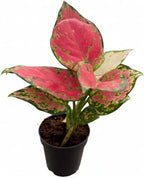 Chinese Evergreen 'Lady Valentine' (4 inch) - Air-Purifying Houseplants - 4/6 inch Unique Live Decorative Houseplants - Low-Maintenance Indoor Plants, House Warming Gift, Natural Air Purifier