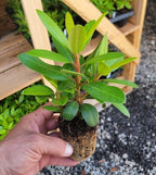 (1) - Holden Red Rhododendron - Starter Plant (7m) (1 Live Plant)