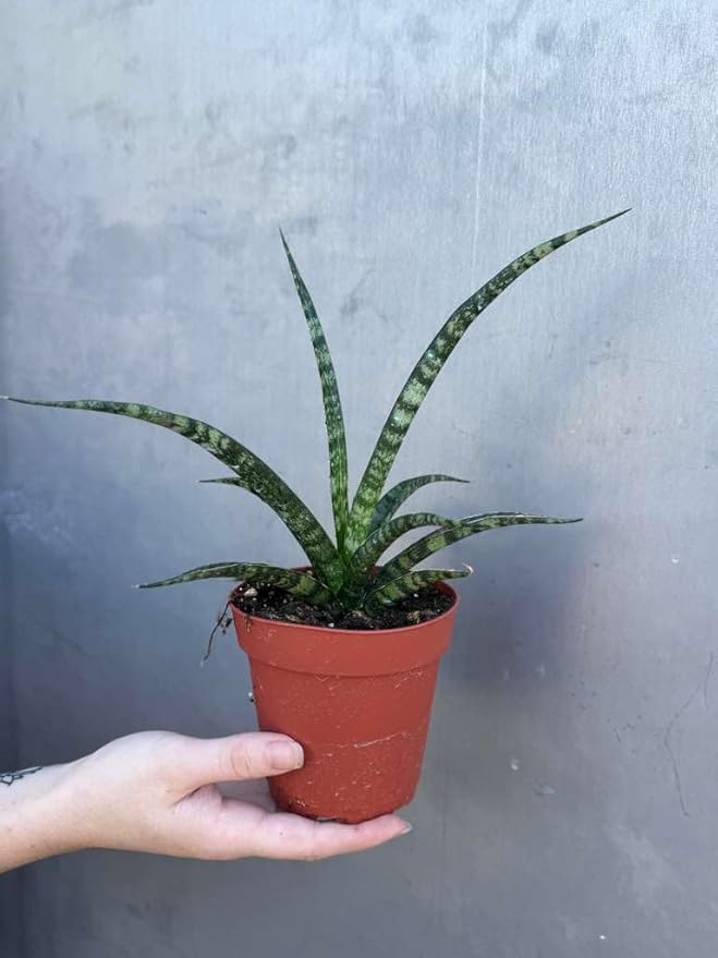 PLANTVERS Sansevieria Fernwood ‘Mikado’ in 4" Grow Pot – Live Snake Plant – Easy Care Succulent – Air Purifying Indoor Plant – Low Maintenance Houseplant