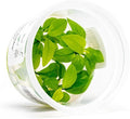 SubstrateSource Live Plant - Anubias Nana Golden - Foreground to Midground Rhizome with Light Green Leaves, Snail-Free in Vitro Aquarium Plant - Tissue Culture