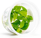 SubstrateSource Live Plant - Anubias Nana Golden - Foreground to Midground Rhizome with Light Green Leaves, Snail-Free in Vitro Aquarium Plant - Tissue Culture