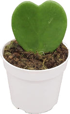 Hoya Plant, Live Indoor Plant 4 inch Grower's Pot (Kerrii Single Heart)