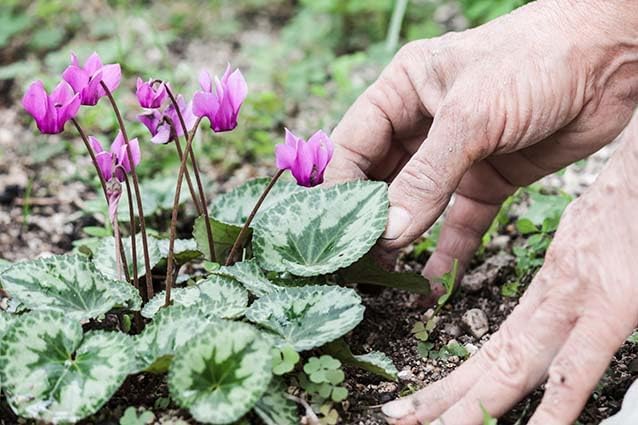 Cyclamen Plant Live in 4" Pot, Hardy Indoor Flowering Houseplant with Ornamental Blooms