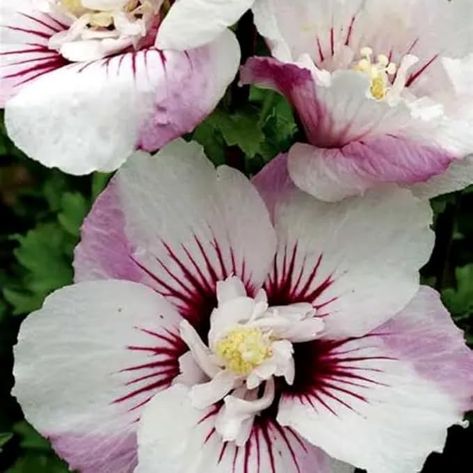 5 Rose of Sharon Tree Plant | Cold Hardy 6–12 Inch Mixed Color: Red, Blue, Pink, Purple, White | Hardy Flowering Shrubs for Borders, Hedges & Summer Gardens