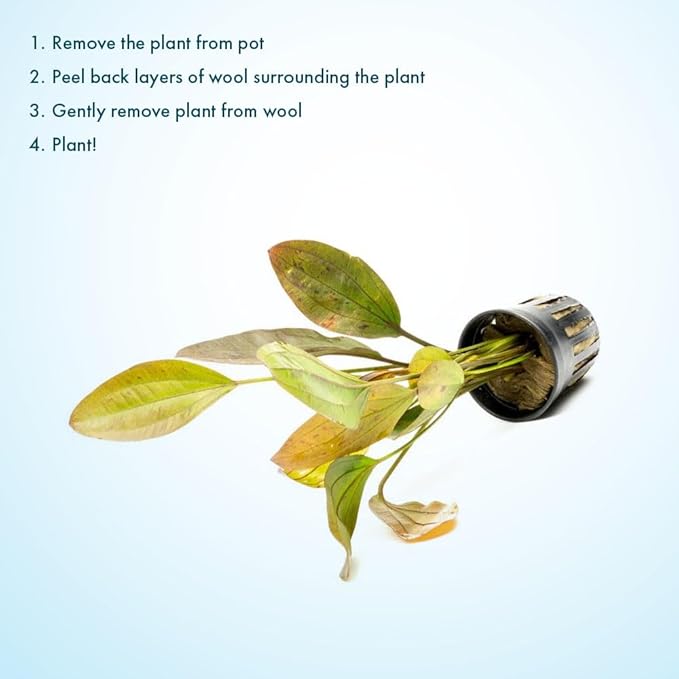 SubstrateSource Echinodorus Ozelot Sword Live Plant for Freshwater Aquariums, Natural Fish Tank Decorations, and Aquatic Decor (1 Pot (2-3 Plants))