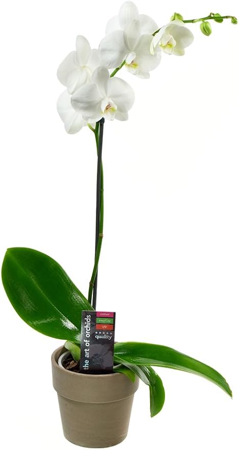 KaBloom PRIME NEXT DAY DELIVERY - Fall Collection - Live Plant Collection : White Orchid Plant in 5" Pot, Single Spike .Gift for Birthday, Sympathy, Thank You, Valentine, Mother’s Day Fresh Flowers