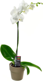 KaBloom PRIME NEXT DAY DELIVERY - Fall Collection - Live Plant Collection : White Orchid Plant in 5" Pot, Single Spike .Gift for Birthday, Sympathy, Thank You, Valentine, Mother’s Day Fresh Flowers