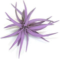Colored Capitata Air Plant, Tillandsia, Airplant, Air Purification, House Plant, Home Decor & Gift, Live Plant (Lavender)