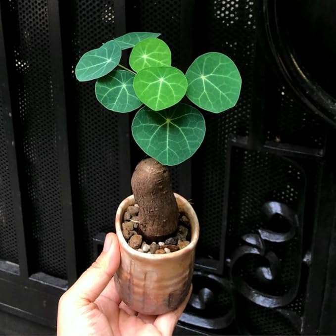 Stephania Cephalantha Live Plant in 2 – 2.5" Inch Pot | Stephania Erecta Plant Bulb | Low-Maintenance Indoor Greenery | Suitable for Desks, Shelves & Modern Décor | Great Botanical Gift