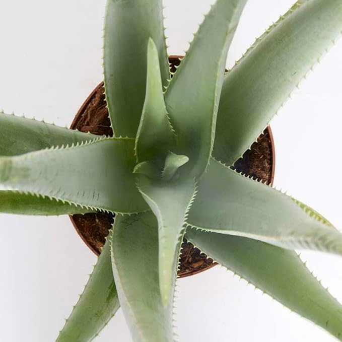 Aloe Vera Live Plant for Indoor | Different Houseplants in 4'' & 6'' Pot | Real House Plant for Living Room, Office, Desk & Bathroom