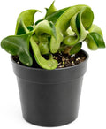 Hoya Rope Plant (4 inch) - Pet-Friendly Houseplants - Attractive Indoor Plants, Easy to Grow, Pet Safe Plants for Cats & Dogs, Ideal for Home Decor, Office & Gift