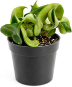 Hoya Rope Plant (4 inch) - Pet-Friendly Houseplants - Attractive Indoor Plants, Easy to Grow, Pet Safe Plants for Cats & Dogs, Ideal for Home Decor, Office & Gift