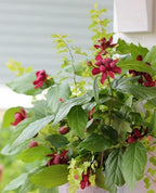 2 Carolina Allspice Bushes (Sweet Shrubs) - 12-18" Tall Live Plants - Fragrant Flowers - Hedge Seedlings - Calycanthus floridus - (2 Pack)