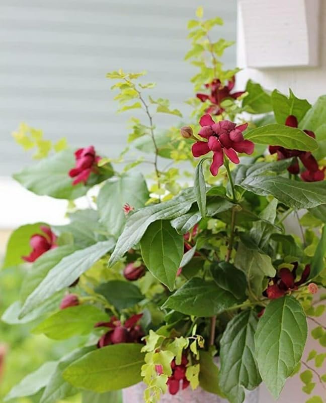 2 Carolina Allspice Bushes (Sweet Shrubs) - 12-18" Tall Live Plants - Fragrant Flowers - Hedge Seedlings - Calycanthus floridus - (2 Pack)