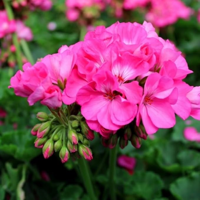 Set 2 Geranium Plants Live, 4-9 Inches Tall, Hardy Flowering Geraniums for Garden or Pots, Fragrant Perennial Blooms (Pink Geranium)
