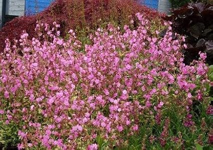 RedCrocus Valley High Campion Silene dioica- Vibrant Pink Blooms, Pollinator Attractant, Shaded Garden or Container Plant, Deer & Pet Safe 1 Gallon (Pack of 5)