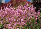 RedCrocus Valley High Campion Silene dioica- Vibrant Pink Blooms, Pollinator Attractant, Shaded Garden or Container Plant, Deer & Pet Safe 1 Gallon (Pack of 5)